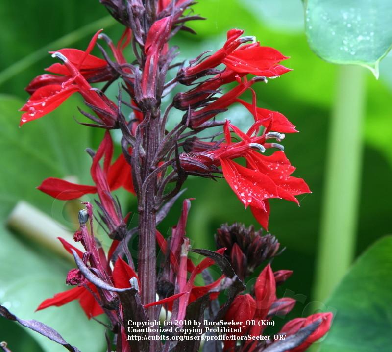 Photo of Lobelia cardinalis 'Elmfeuer' uploaded by floraSeeker_OR