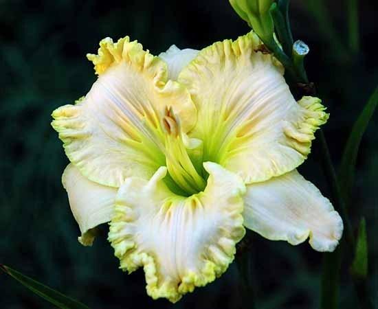 Photo of Daylily (Hemerocallis 'Our Miss Ruby') uploaded by shive