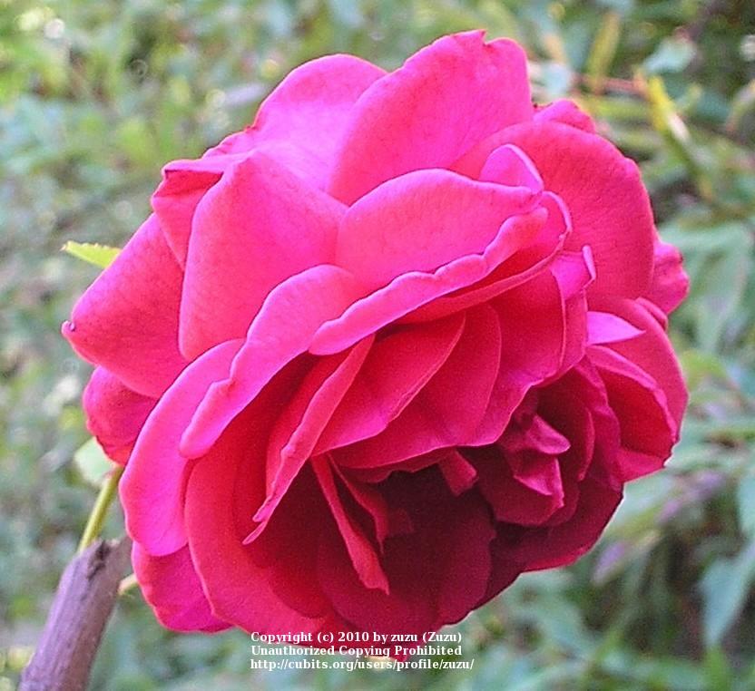 Photo of Rose (Rosa 'Geranium Red') uploaded by zuzu