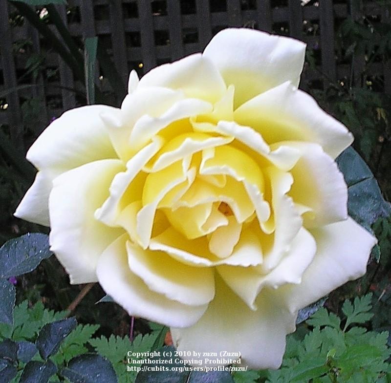 Photo of Rose (Rosa 'Lemon Spice') uploaded by zuzu