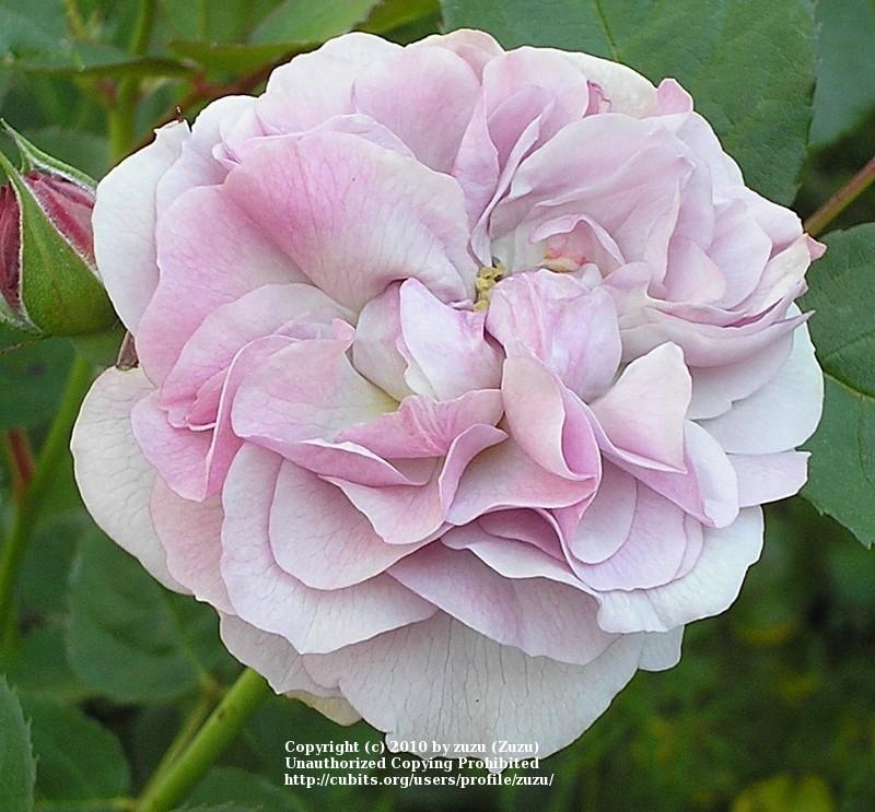 Photo of Rose (Rosa 'Florence Delattre') uploaded by zuzu
