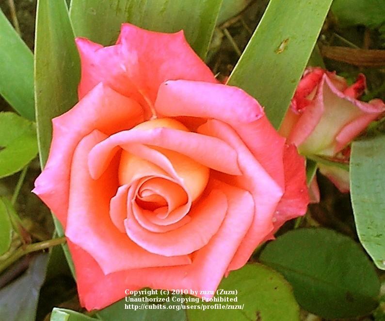 Photo of Rose (Rosa 'Folklore') uploaded by zuzu