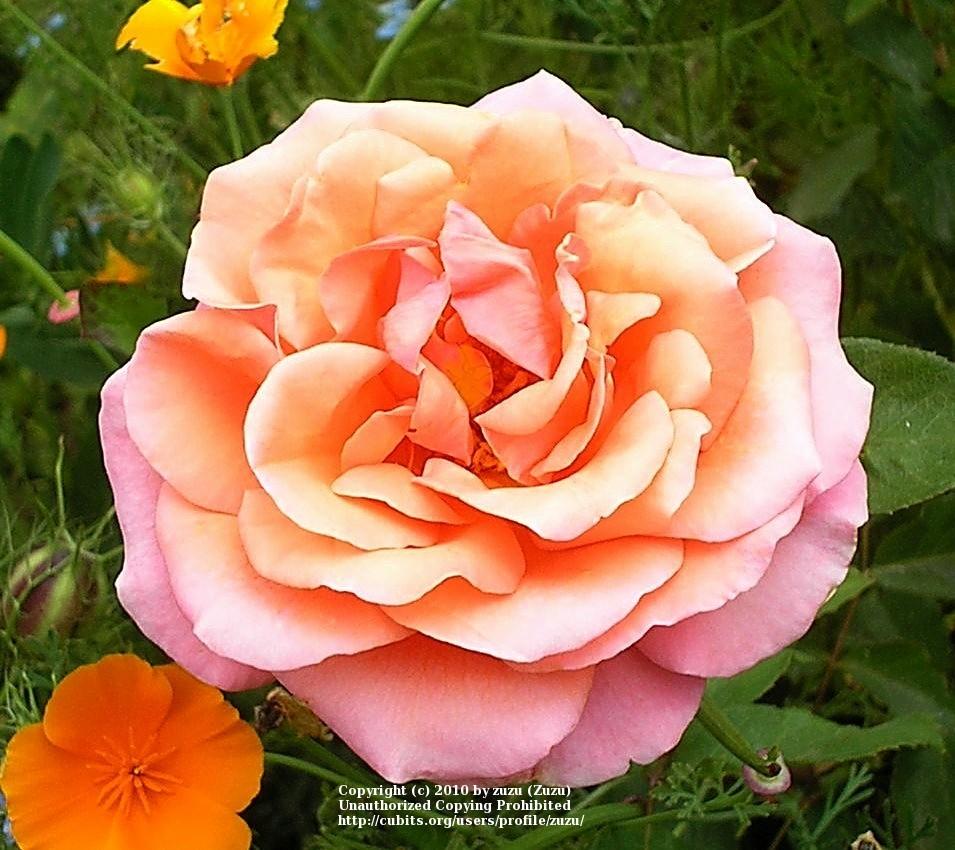 Photo of Rose (Rosa 'Fragrant Dream') uploaded by zuzu