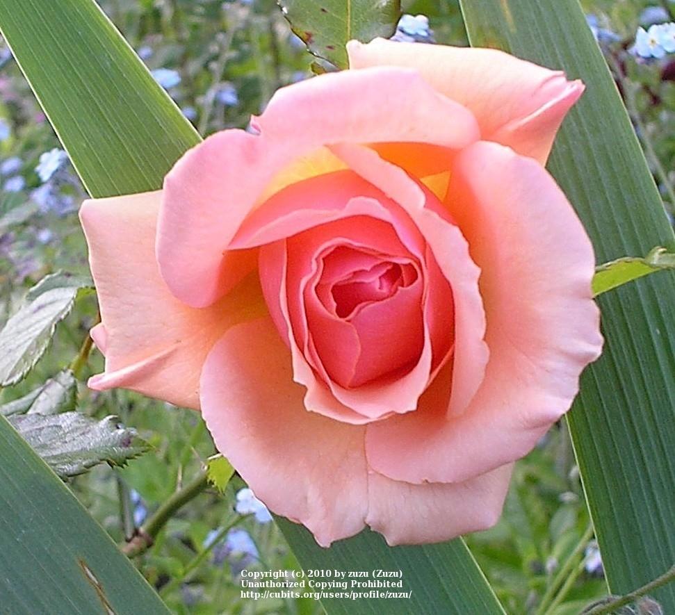 Photo of Rose (Rosa 'Fragrant Apricot') uploaded by zuzu