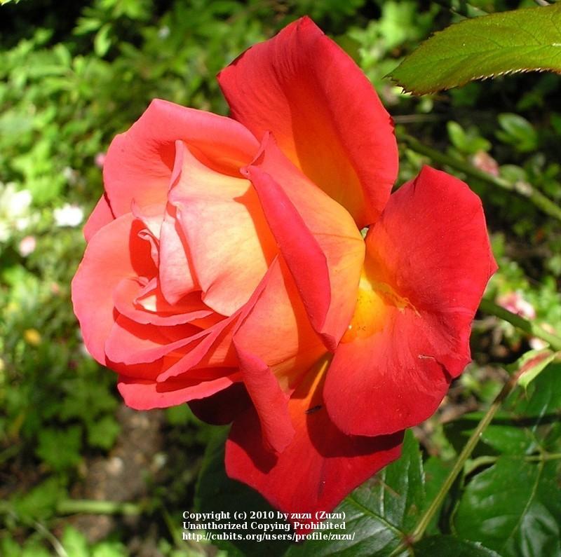Photo of Rose (Rosa 'Forty-Niner') uploaded by zuzu