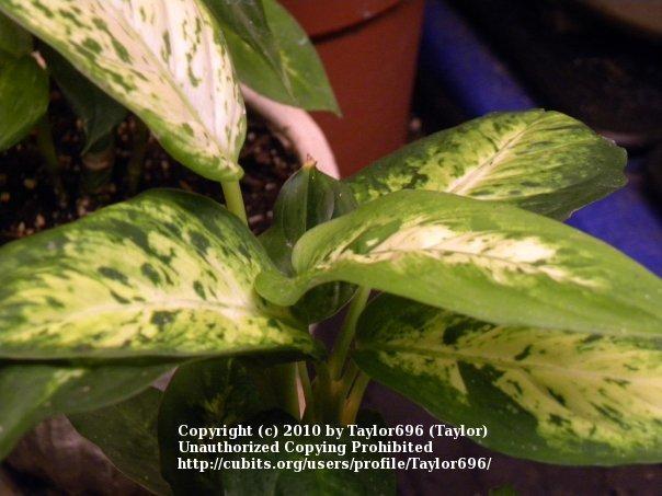 Photo of Dumb Cane (Dieffenbachia 'Compacta') uploaded by Taylor696
