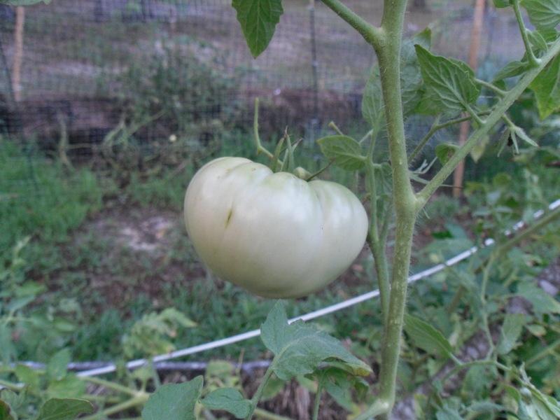 Photo of Tomato (Solanum lycopersicum 'Amana Orange') uploaded by wildflowers