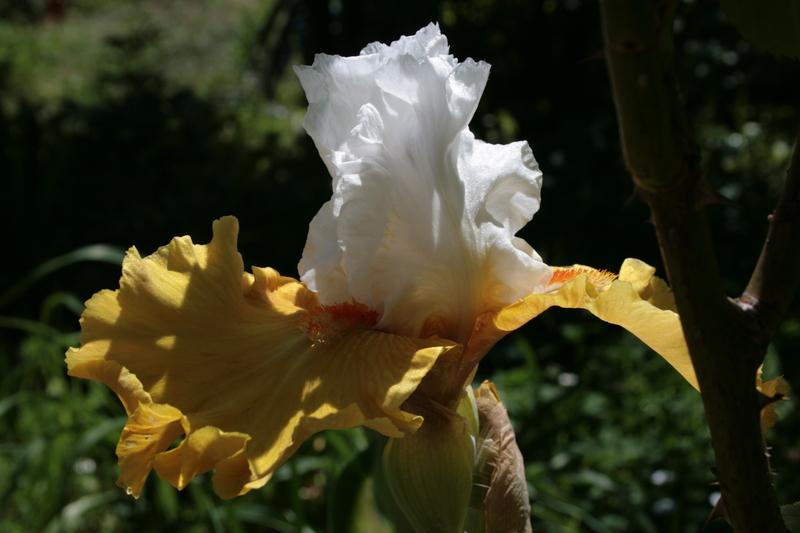 Photo of Tall Bearded Iris (Iris 'Yes') uploaded by CLUSIANA