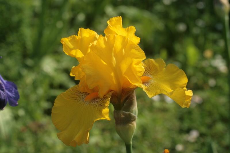 Photo of Tall Bearded Iris (Iris 'Louis d'Or') uploaded by CLUSIANA