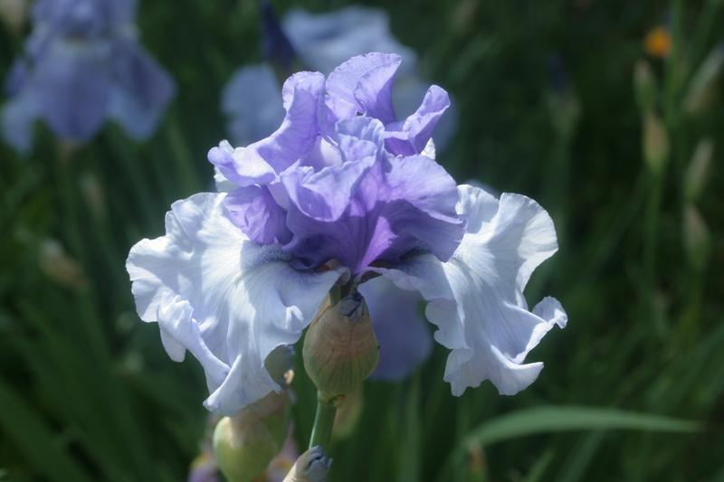 Photo of Tall Bearded Iris (Iris 'Crowned Heads') uploaded by CLUSIANA
