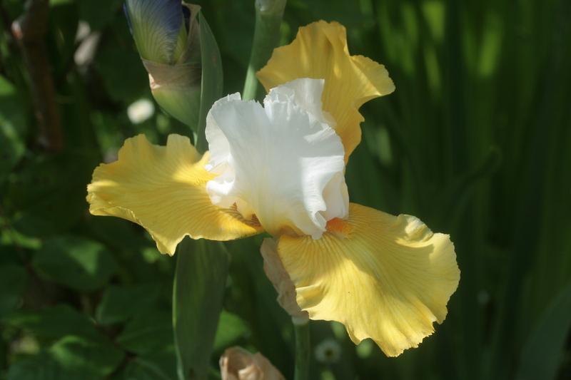 Photo of Tall Bearded Iris (Iris 'Yes') uploaded by CLUSIANA