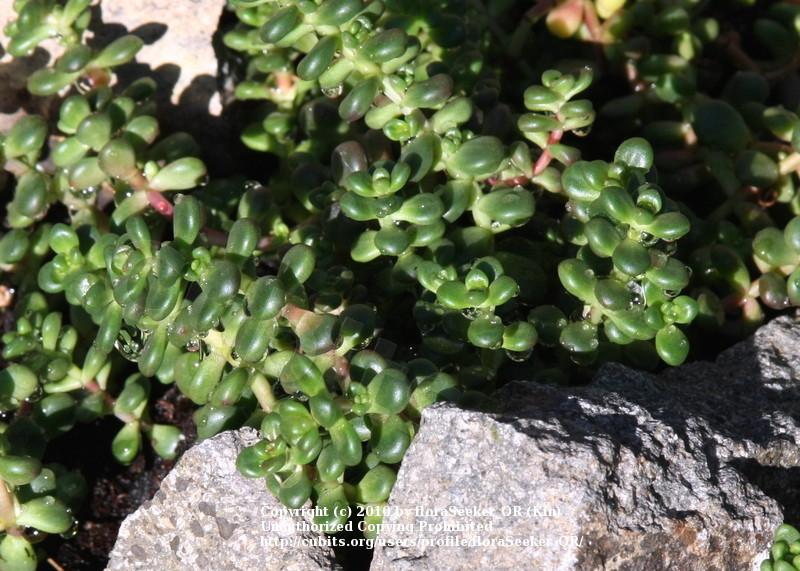 Photo of Cascade Stonecrop (Sedum divergens) uploaded by floraSeeker_OR