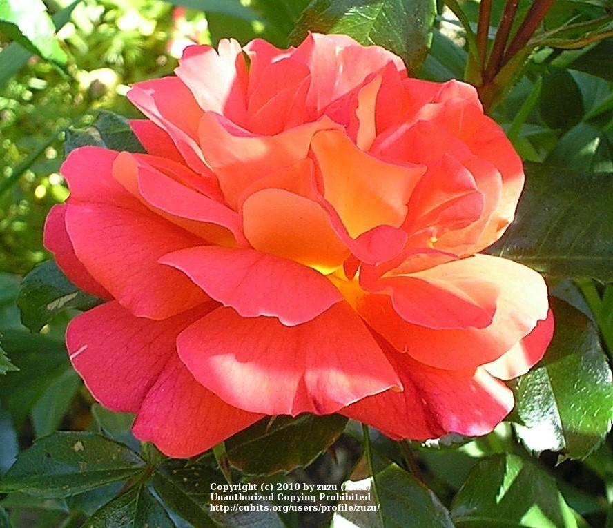 Photo of Rose (Rosa 'Gebrueder Grimm') uploaded by zuzu