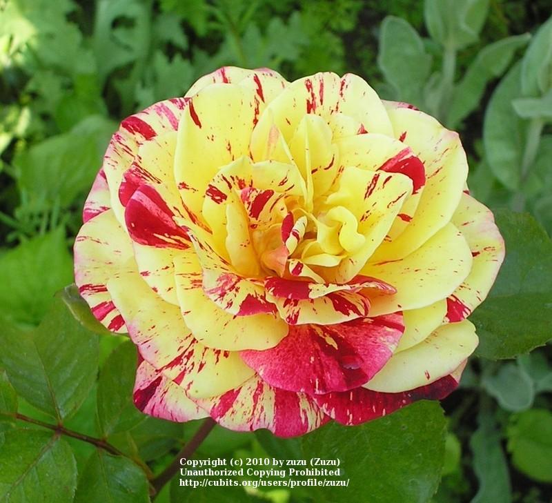 Photo of Rose (Rosa 'George Burns') uploaded by zuzu