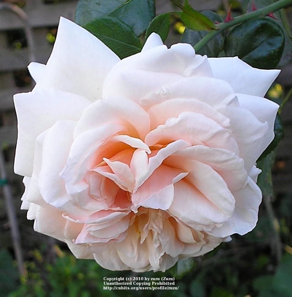 Photo of Rose (Rosa 'Ginger Syllabub') uploaded by zuzu