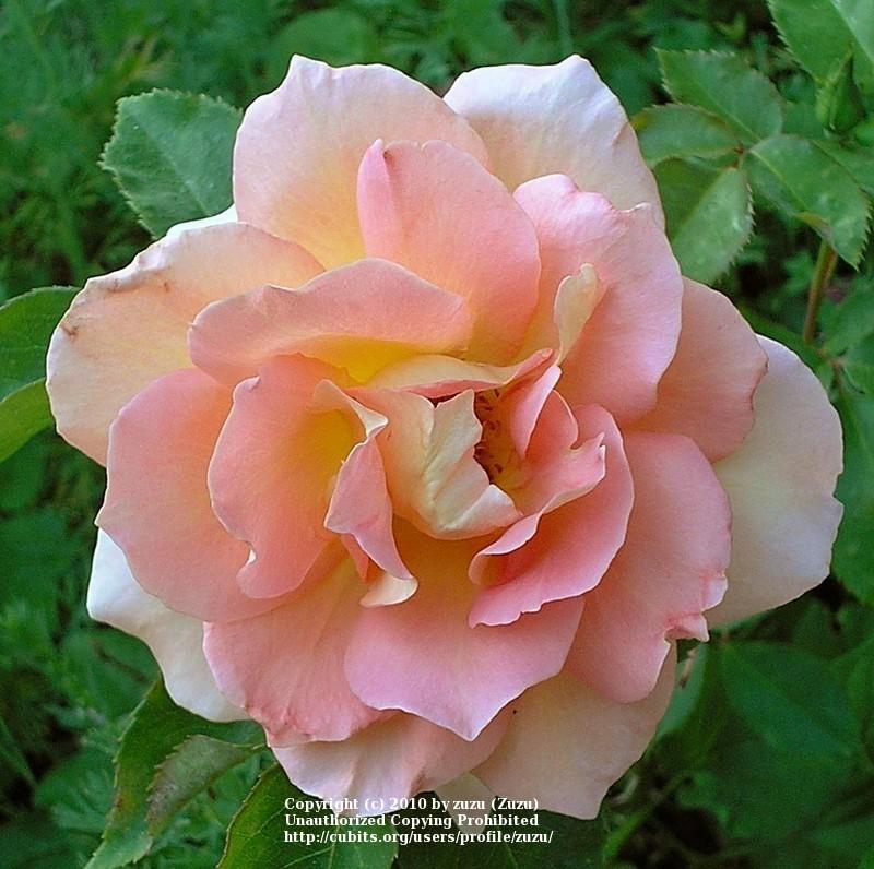 Photo of Rose (Rosa 'Gentle Persuasion') uploaded by zuzu