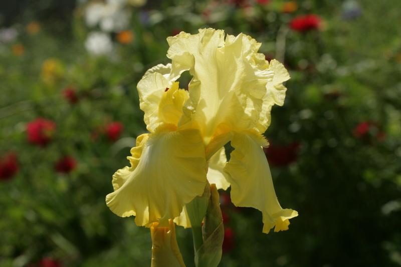 Photo of Tall Bearded Iris (Iris 'Lemon Brocade') uploaded by CLUSIANA