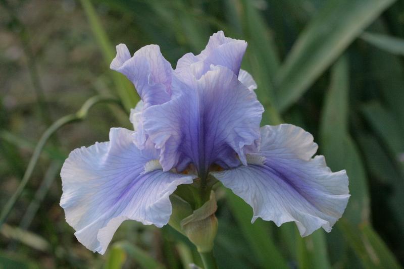 Photo of Tall Bearded Iris (Iris 'Olympiad') uploaded by CLUSIANA