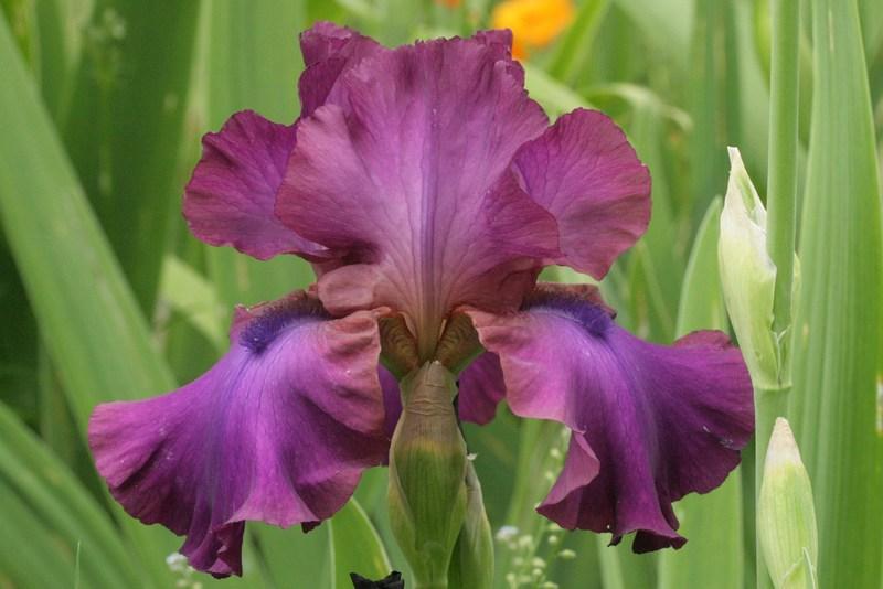 Photo of Tall Bearded Iris (Iris 'Gypsy Romance') uploaded by CLUSIANA