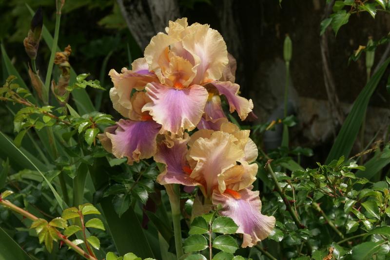 Photo of Tall Bearded Iris (Iris 'Colette Thurillet') uploaded by CLUSIANA