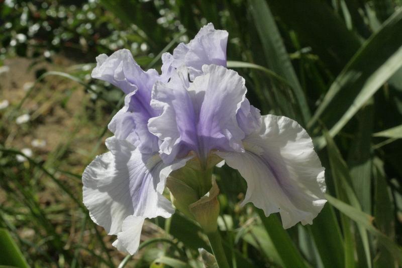 Photo of Tall Bearded Iris (Iris 'Olympiad') uploaded by CLUSIANA