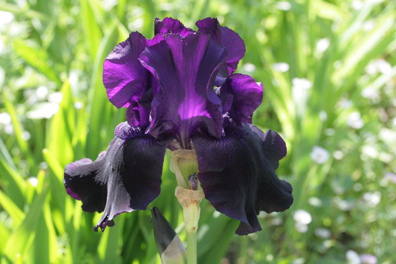 Photo of Tall Bearded Iris (Iris 'Black Tie Affair') uploaded by CLUSIANA