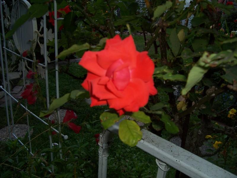Photo of Rose (Rosa 'Dream Orange') uploaded by Calsurf73