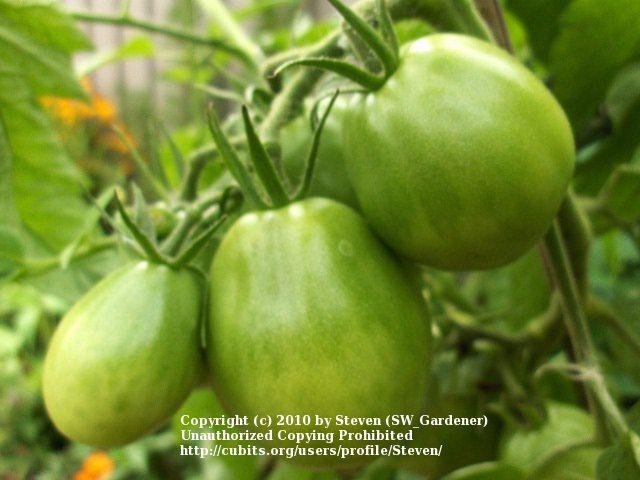 Photo of Tomato (Solanum lycopersicum 'Japanese Trifele Black') uploaded by Steven