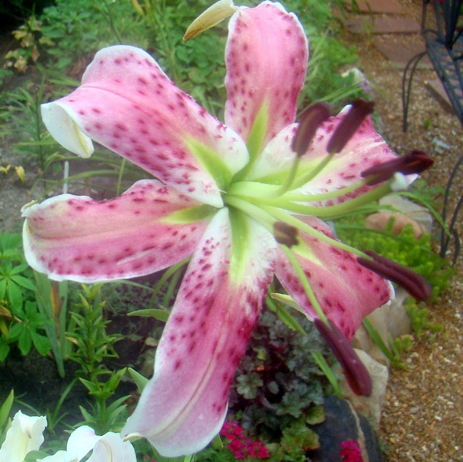 Photo of Lily (Lilium 'King Kong') uploaded by stilldew