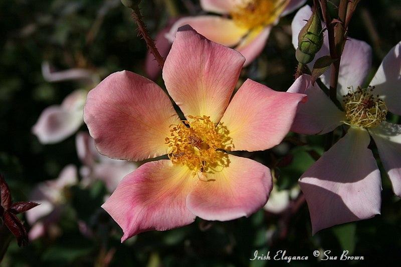 Photo of Rose (Rosa 'Irish Elegance') uploaded by Calif_Sue