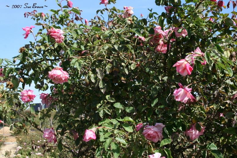 Photo of Tea Rose (Rosa 'Maman Cochet') uploaded by Calif_Sue