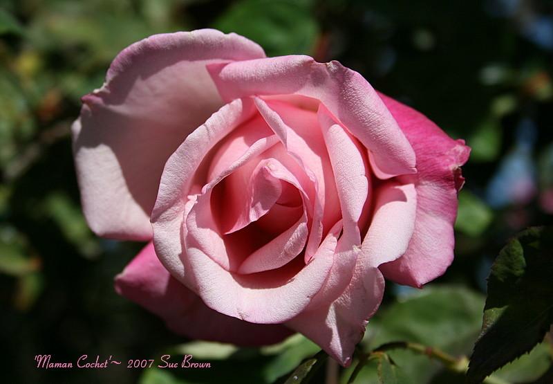 Photo of Tea Rose (Rosa 'Maman Cochet') uploaded by Calif_Sue