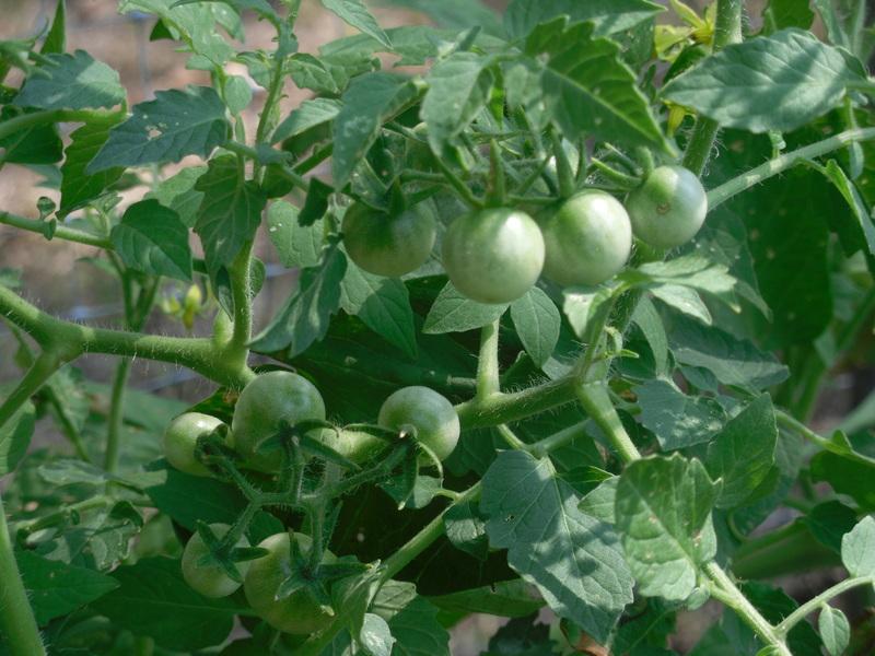 Photo of Currant Tomato (Solanum pimpinellifolium 'White Currant') uploaded by wildflowers