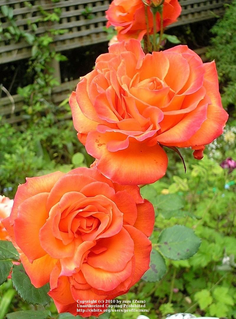 Photo of Rose (Rosa 'Gingersnap') uploaded by zuzu