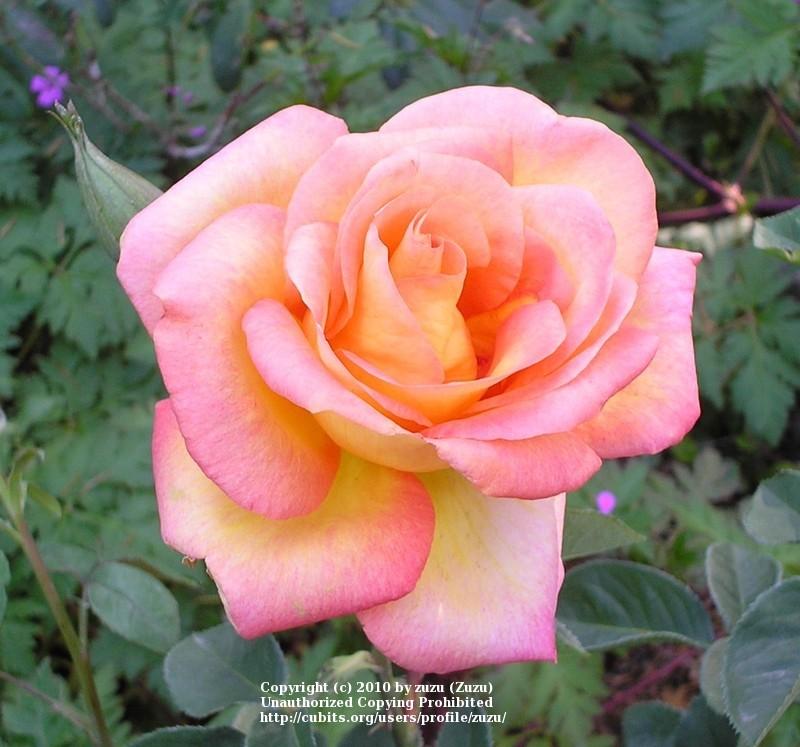 Photo of Rose (Rosa 'Gold Medal') uploaded by zuzu