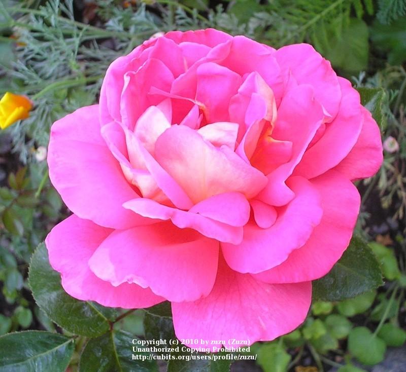 Photo of Rose (Rosa 'Gail Borden') uploaded by zuzu