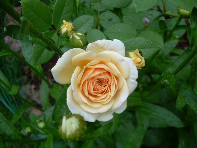 Photo of Rose (Rosa 'Teasing Georgia') uploaded by chickadee