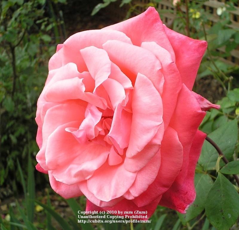 Photo of Rose (Rosa 'Glory Days') uploaded by zuzu