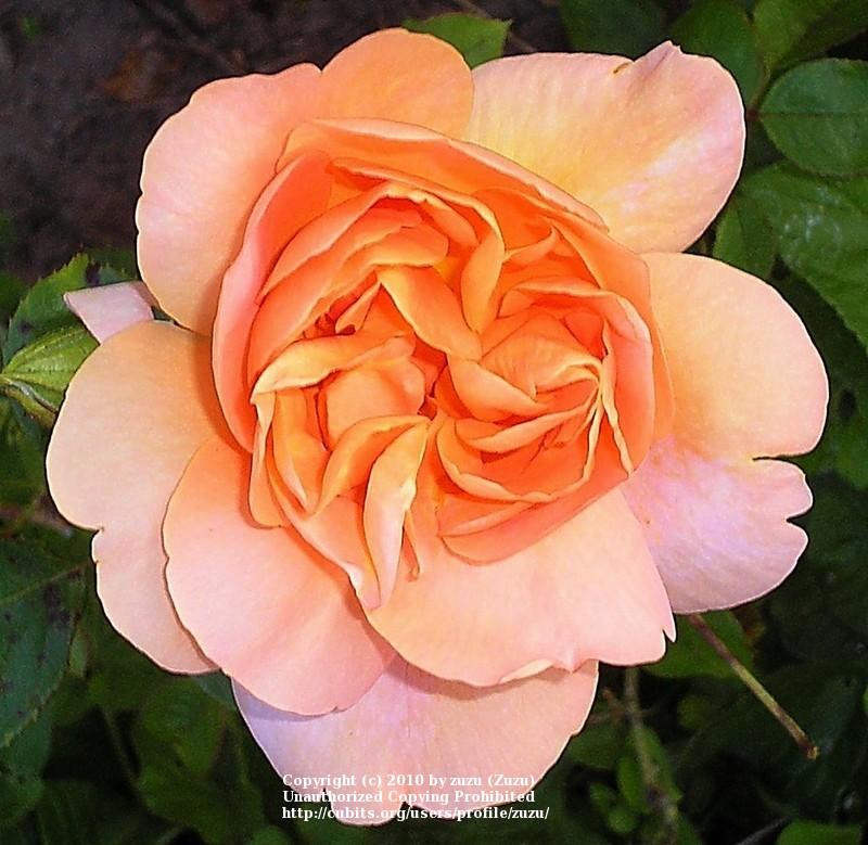 Photo of Rose (Rosa 'Golden Buddha') uploaded by zuzu