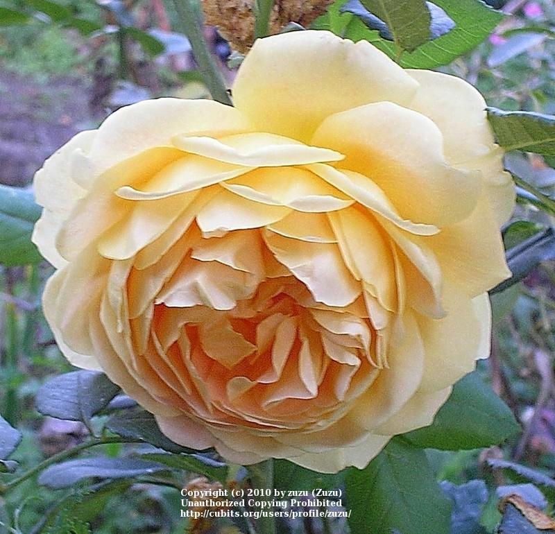Photo of Rose (Rosa 'Golden Celebration') uploaded by zuzu