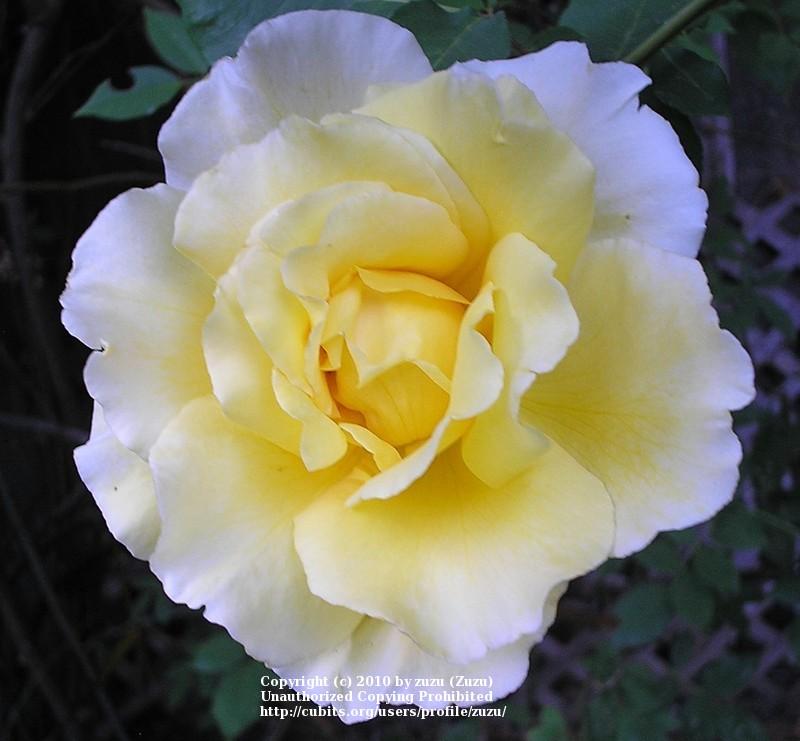 Photo of Rose (Rosa 'Gold Glow') uploaded by zuzu