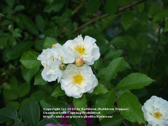 Photo of Rose (Rosa 'Goldfinch') uploaded by Kathleen