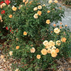 
San Jose Heritage Rose Garden
