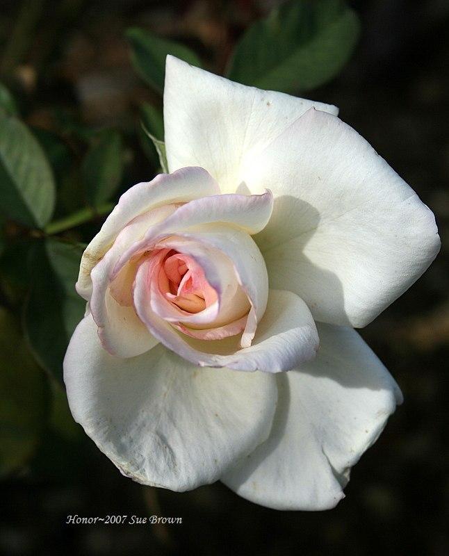 Photo of Rose (Rosa 'Honor') uploaded by Calif_Sue