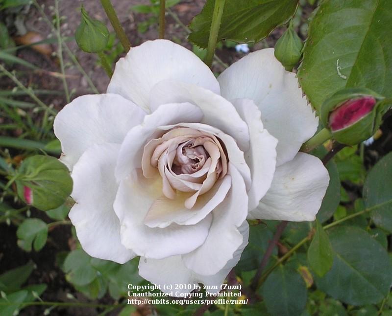 Photo of Rose (Rosa 'Grey Dawn') uploaded by zuzu