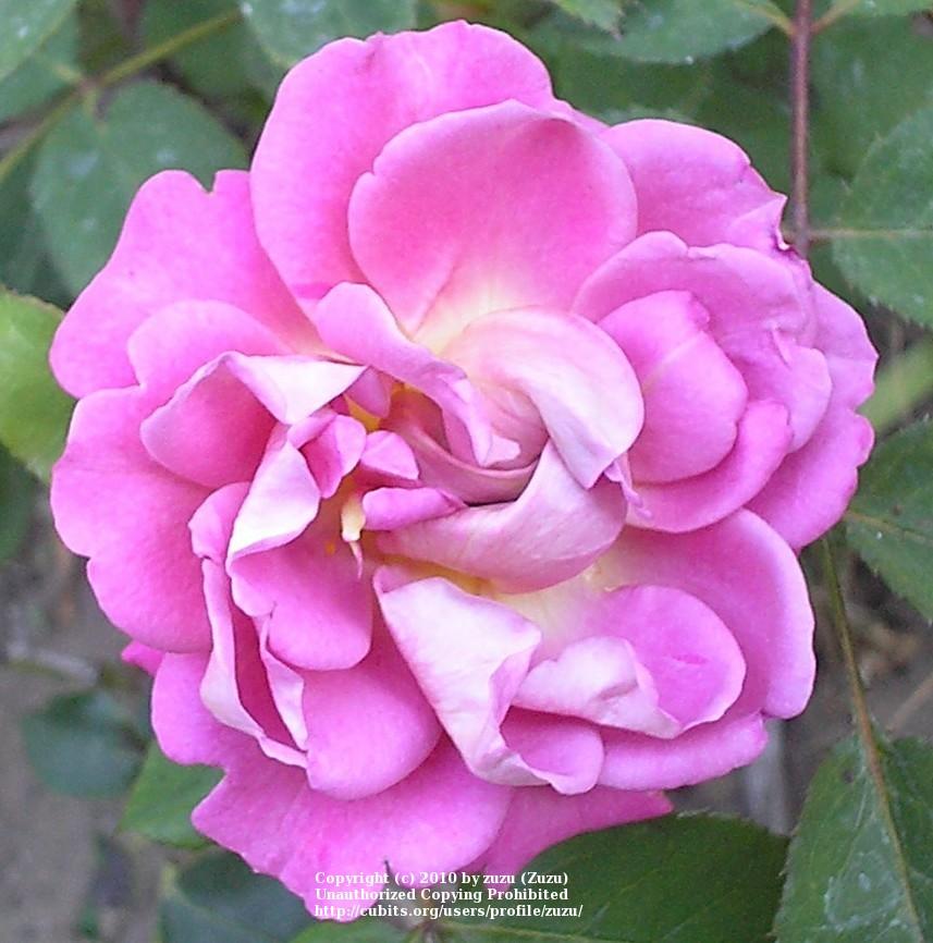 Photo of Rose (Rosa 'Pillow Talk') uploaded by zuzu