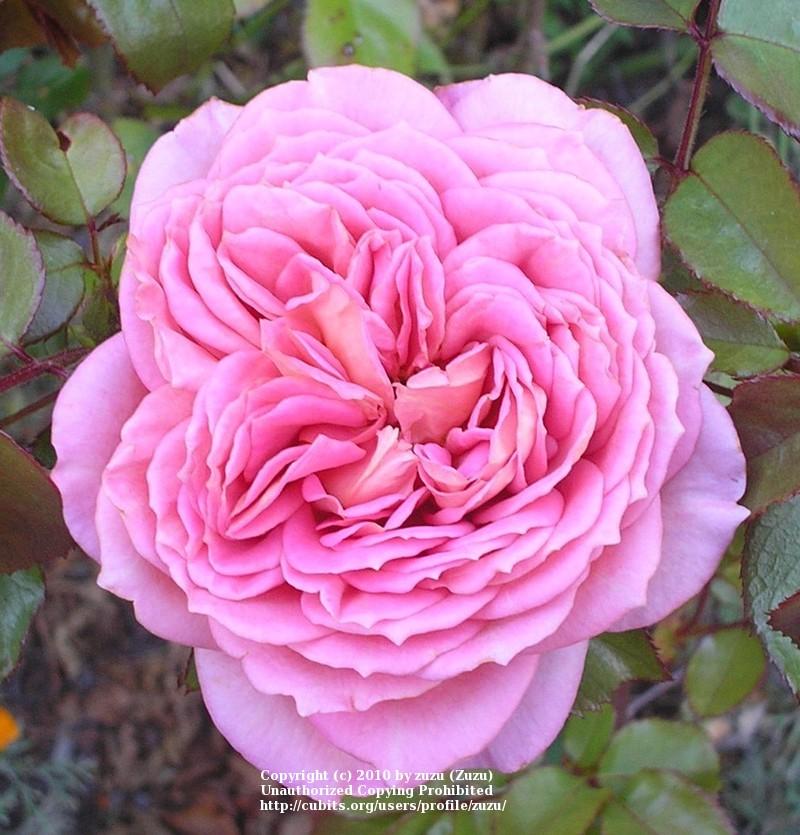 Photo of Rose (Rosa 'Jubilee Celebration') uploaded by zuzu