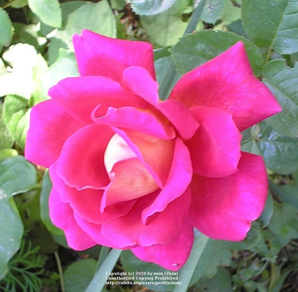 Photo of Rose (Rosa 'Coronado') uploaded by zuzu