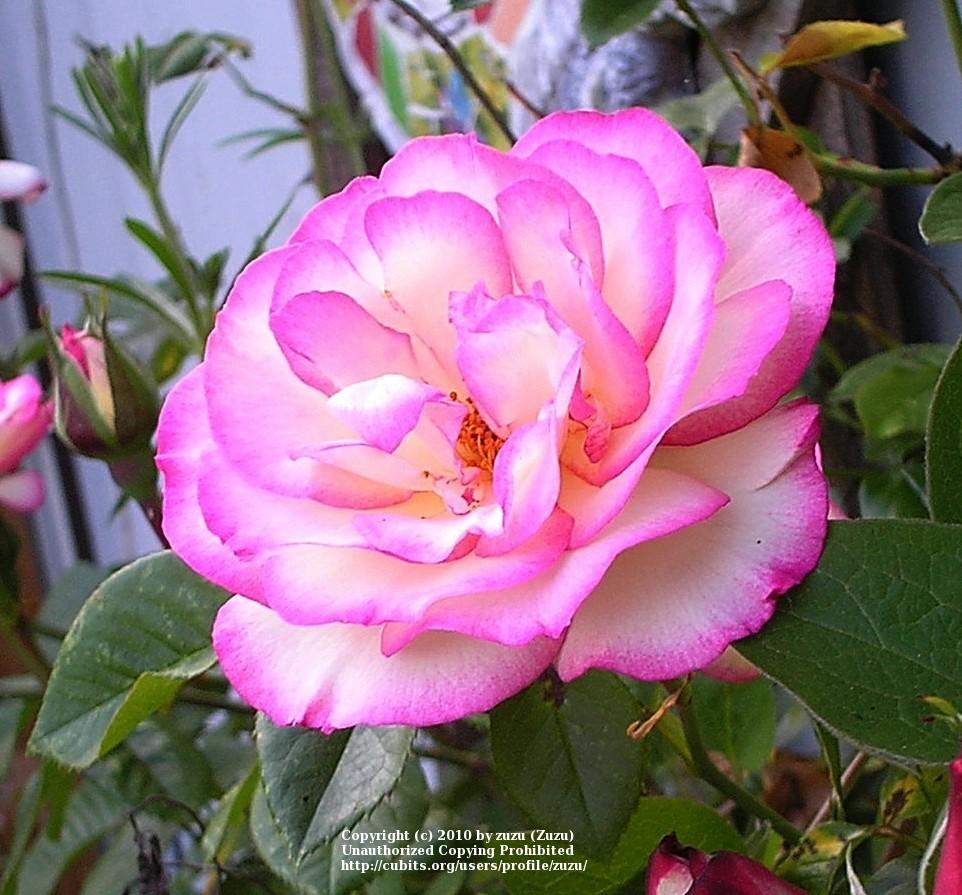 Photo of Rose (Rosa 'Handel') uploaded by zuzu