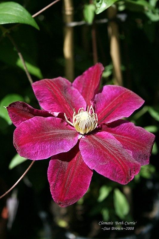 Photo of Clematis 'Vivienne' uploaded by Calif_Sue